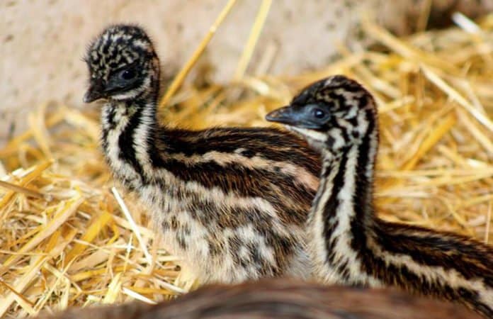 emus_saarbruecker_zoo_dpa