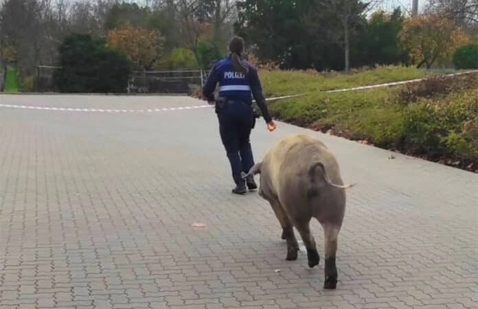 Schweinischer Einsatz Feuerwehr Und Polizei Fangen Ausgeb Xte