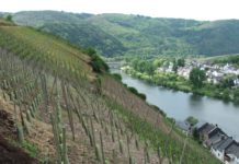 Weincampus bietet optimale Bedingungen für Winzer-Nachwuchs