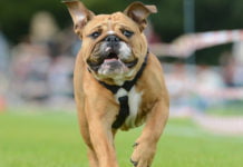 Wann darf mein Hund frei herumlaufen? In Trier ist das klar geregelt