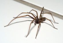 Spinne als Unfallverursacher