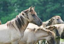 Auf Pferde geschossen