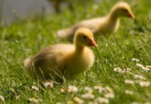 Entenfamilie auf Abwegen beschäftigt Polizei