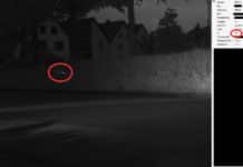 Rasender Papagei in 30er-Zone erwischt