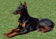 Hund totgeschüttelt