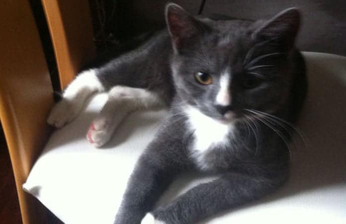 Kater Felix, der möglicherweise einem Tierfänger in die Hände gelaufen ist.