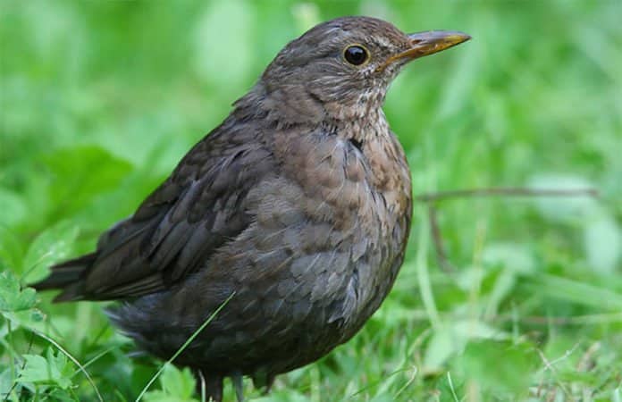 Ein Amselweibchen im Gras als Symbolbild für den Beitrag zum Vogelsterben.