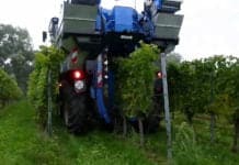 Weintrauben gestohlen: Schon acht Weingüter durch Diebstahl betroffen