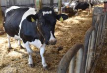 Weniger Milchbauern und weniger Kühe in Rheinland-Pfalz