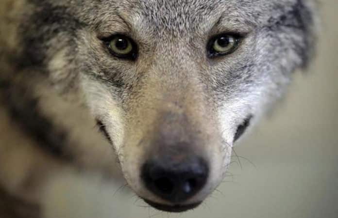 Wolf