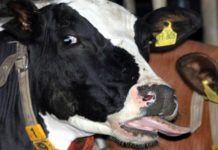 Blauzungenvirus breitet sich aus – riesige Sperrzone