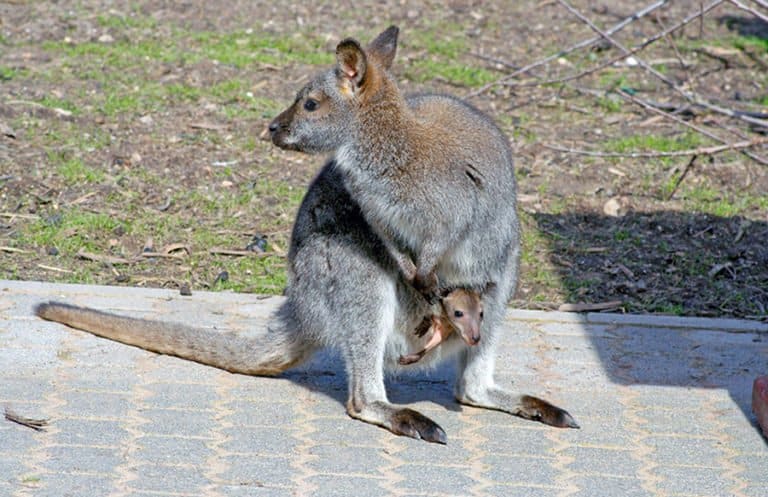 Nachwuchs Bei Emus Und K ngurus Im Saarbr cker Zoo