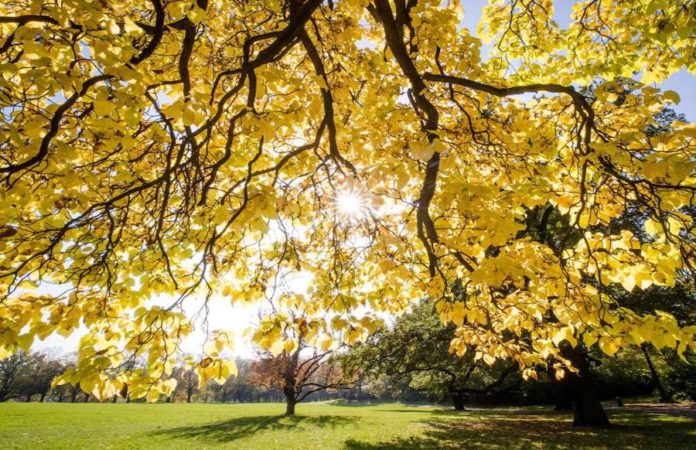 Sonne und Herbstblätter