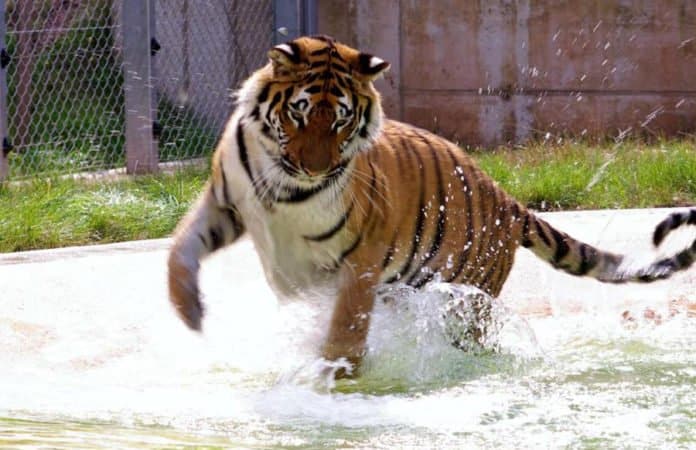 tiger_cara_dpa