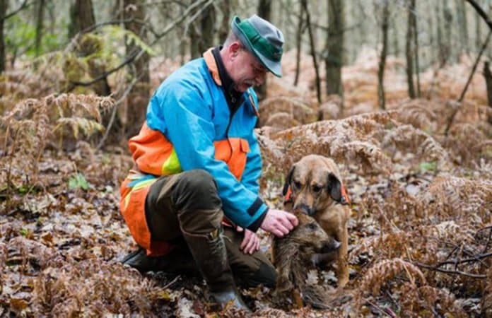 wildschwein_hund_dpa