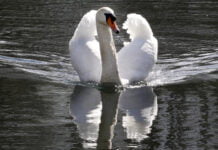 Trier: Grausame Tierquälerei – Schwan mit Pfeilen beschossen und lebensgefährlich verletzt