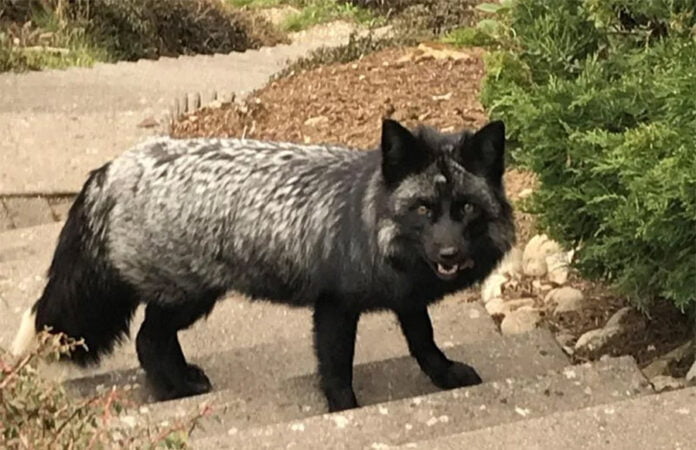 silberfuchs-luxemburg