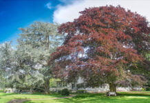 „Kunsthappen“ im idyllischen Schönstatt-Park Trier