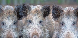 RLP: Schwerer Unfall auf Bundesstraße — Kollision mit Wildschweinrotte?