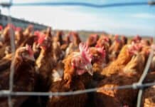 Bislang 34 Fälle von Geflügelpest in Rheinland-Pfalz nachgewiesen