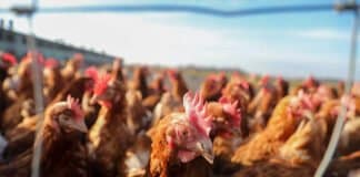 Bislang 34 Fälle von Geflügelpest in Rheinland-Pfalz nachgewiesen