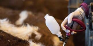 Blauzungenkrankheit im Saarland – Verbringungsbeschränkungen im Eifelkreis