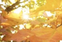 ++ Sehr mildes Herbstwetter in der Region – nachts dichter Nebel ++