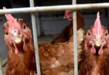 ++ Geflügelpest: Aufstallungspflicht im Eifelkreis Bitburg-Prüm erlassen ++