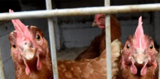 ++ Geflügelpest: Aufstallungspflicht im Eifelkreis Bitburg-Prüm erlassen ++