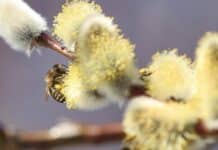 Sonne satt in der Region- trotz Saharastaubs