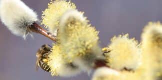 Sonne satt in der Region- trotz Saharastaubs