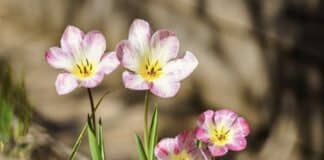 ++ Region: Wolken und Regen zum Wocheende, aber frühlingshaft warm ++