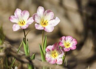 ++ Region: Wolken und Regen zum Wocheende, aber frühlingshaft warm ++