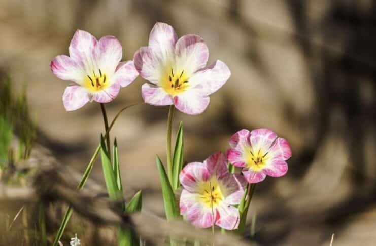 ++ Region: Wolken und Regen zum Wocheende, aber frühlingshaft warm ++