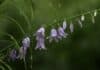 ++ Region: Schauer und Gewitter am Wochenende und zum Wochenstart ++