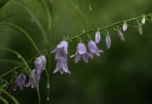 ++ Region: Schauer und Gewitter am Wochenende und zum Wochenstart ++