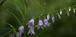 ++ Region: Schauer und Gewitter am Wochenende und zum Wochenstart ++
