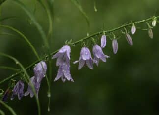 ++ Region: Schauer und Gewitter am Wochenende und zum Wochenstart ++