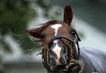 RLP: Fünf Pferde reißen sich los — Unfall mit PKW auf Landstraße