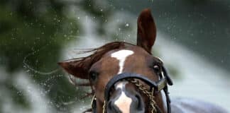 RLP: Fünf Pferde reißen sich los — Unfall mit PKW auf Landstraße