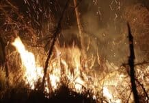 Waldbrand im Saarland: 160 Einsatzkräfte kämpfen gegen die Flammen