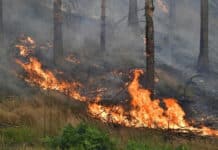 Feuerwehr löscht ausgedehnten Waldbrand in St. Ingbert