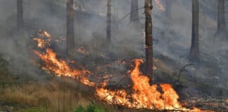 Feuerwehr löscht ausgedehnten Waldbrand in St. Ingbert