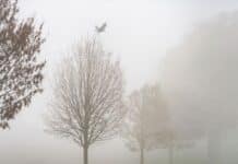 ++ Wetter in der Region: Der erste Advent wird herbstlich ++