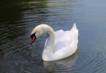 Toter Schwan in Briedel: Hals mit Messer durchtrennt — Fleischstücke rausgeschnitten