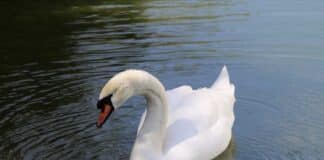 Kopf abgetrennt – Fleisch herausgeschnitten: Getöteter Schwan an der Mosel gefunden