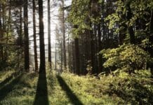 Förster aus RLP: Komplette Sicherheit im Wald gibt es nicht — Betreten „auf eigene Gefahr“