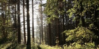 Förster aus RLP: Komplette Sicherheit im Wald gibt es nicht — Betreten „auf eigene Gefahr“