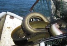 Mit dem “Aaltaxi” von Mosel und Saar: Rund 12.000 Aale in den Rhein gebracht