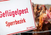 Vogelgrippe breitet sich in Rheinland-Pfalz weiter aus